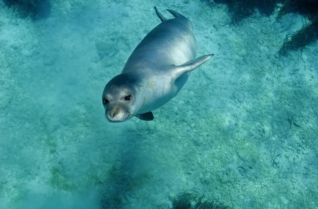 Protection of the Mediterranean monk seal