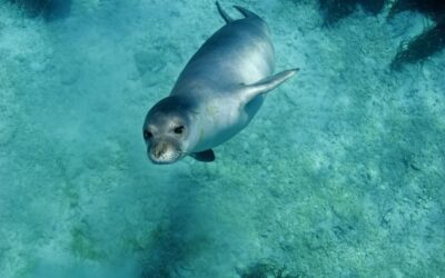 Protection of the Mediterranean monk seal