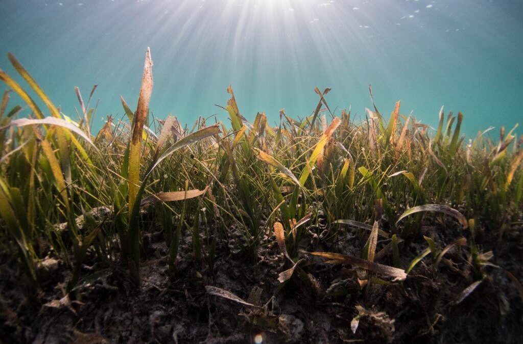 iSea: Conservation of Posidonia seagrass meadows in Greece