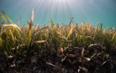 iSea: Conservation of Posidonia seagrass meadows in Greece