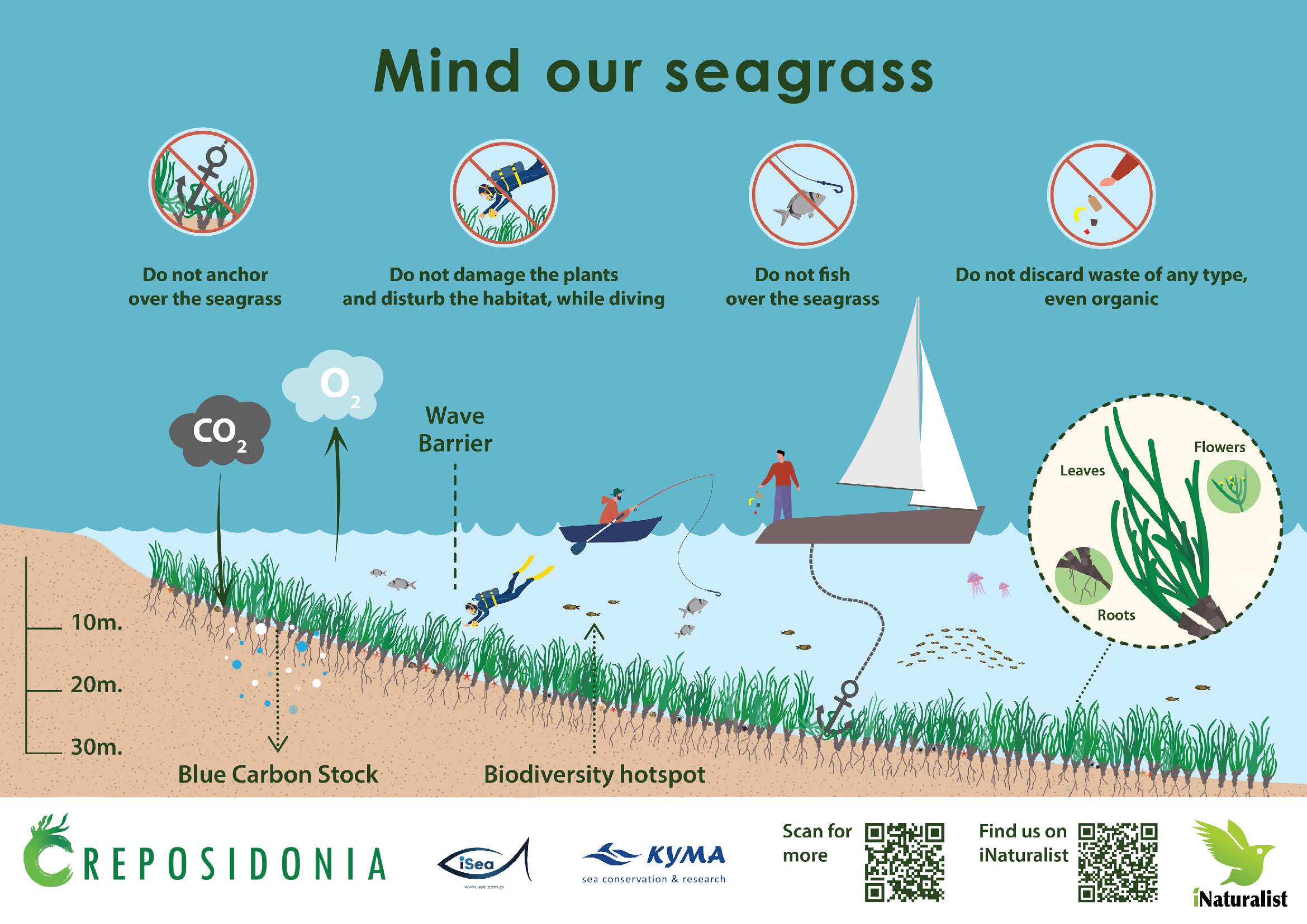 iSea: Conservation of Posidonia seagrass meadows in Greece - KYMA