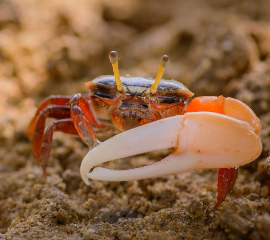 © Adobe Stock