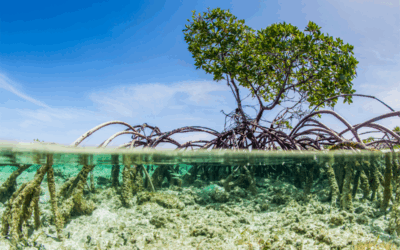 Inverto Earth: Reforestation of mangroves