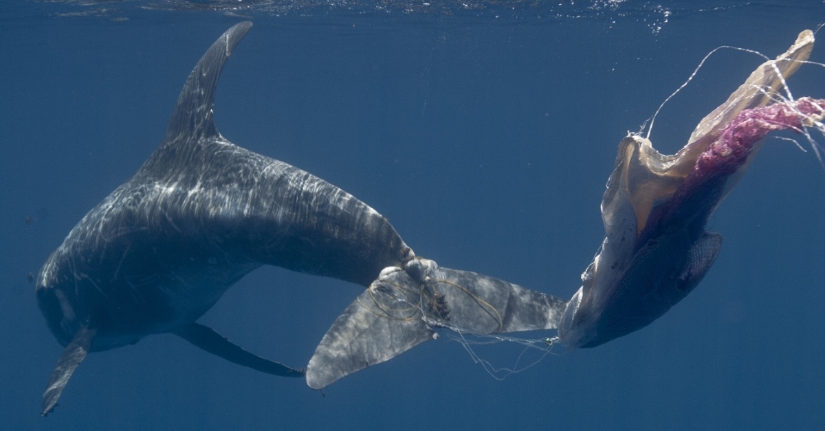 Plastik im Meer | Gefahr für Tier und Umwelt | KYMA