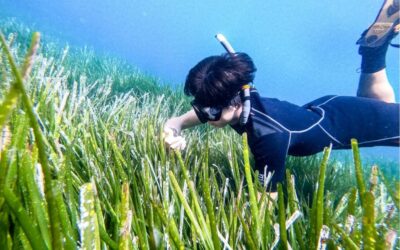 Project Manaia: Erforschung und Schutz der Neptunseegraswiesen im Mittelmeer