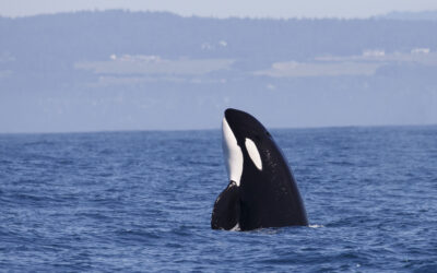 Die Auswilderung von Orcas aus Gefangenschaft