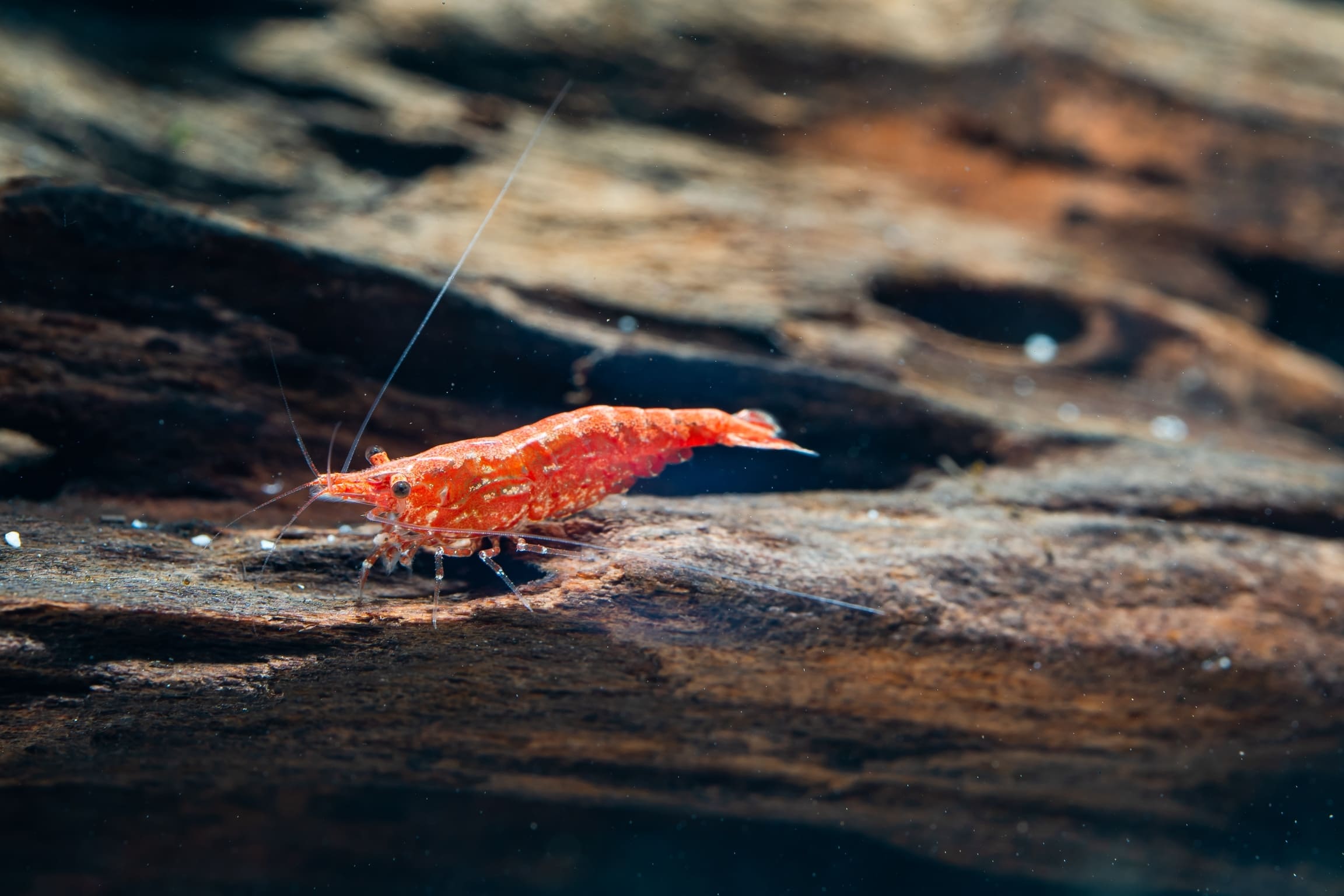 © Shutterstock