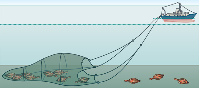 wor2_k5b-s116_5-13_fischereimethoden_grundschleppnetze