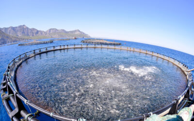 Aquakulturen sind eine zusätzliche Belastung für die überfischten Ozeane