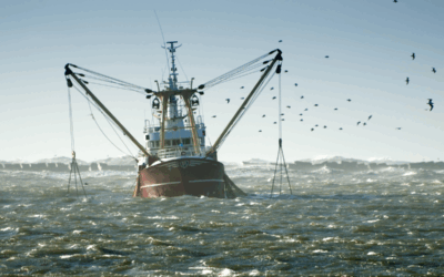 Keine Subventionen mehr für besonders schädliche Formen der Fischerei