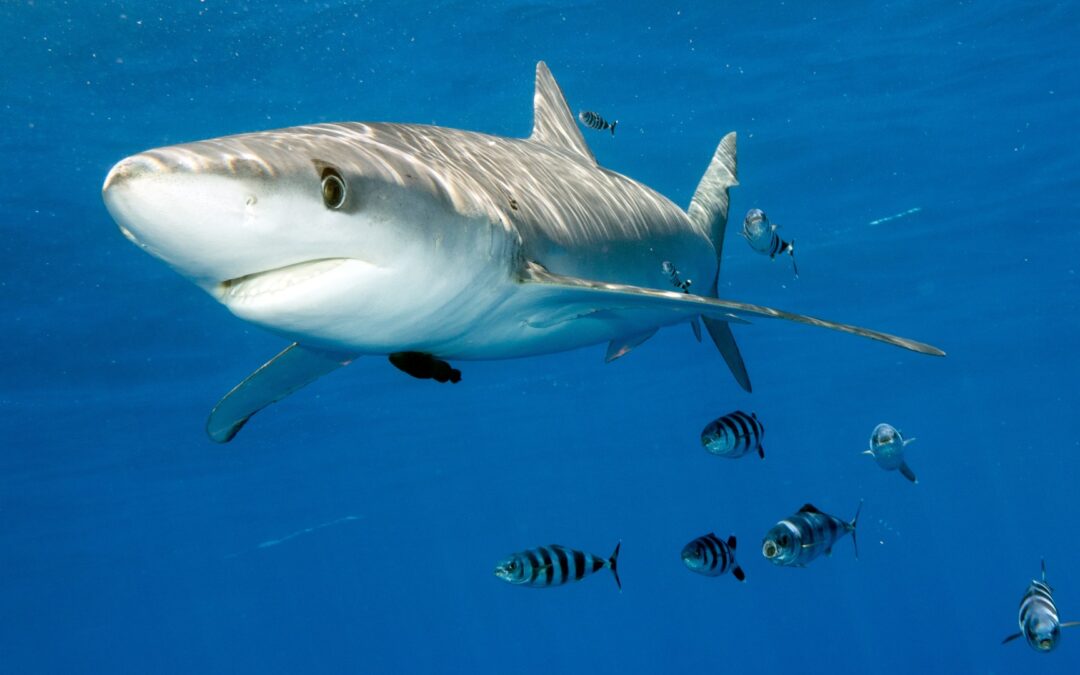 Methylquecksilber in Haifleisch auf dem europäischen und Schweizer Markt