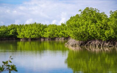 Blaue Kohlenstoffspeicher: Die zentrale Rolle der Mangroven im Klimasystem