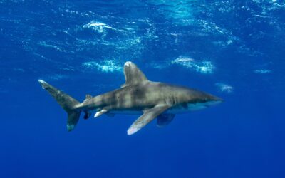 Hoffnung für Haie und Rochen: CITES weitet Schutz aus