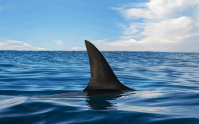 Parlamentarische Initiative für ein Importverbot von Hai- und Rochenprodukten