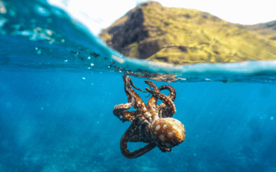 Tintenfisch, Oktopus, Kalmar, Sepia: Was sind die Unterschiede?