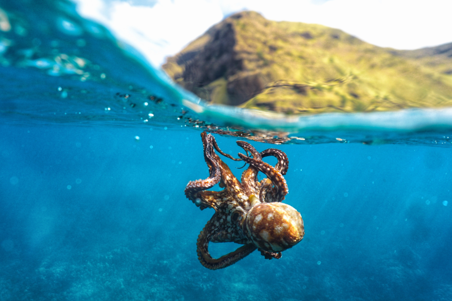 Tintenfisch, Oktopus, Kalmar, Sepia: Was sind die Unterschiede?