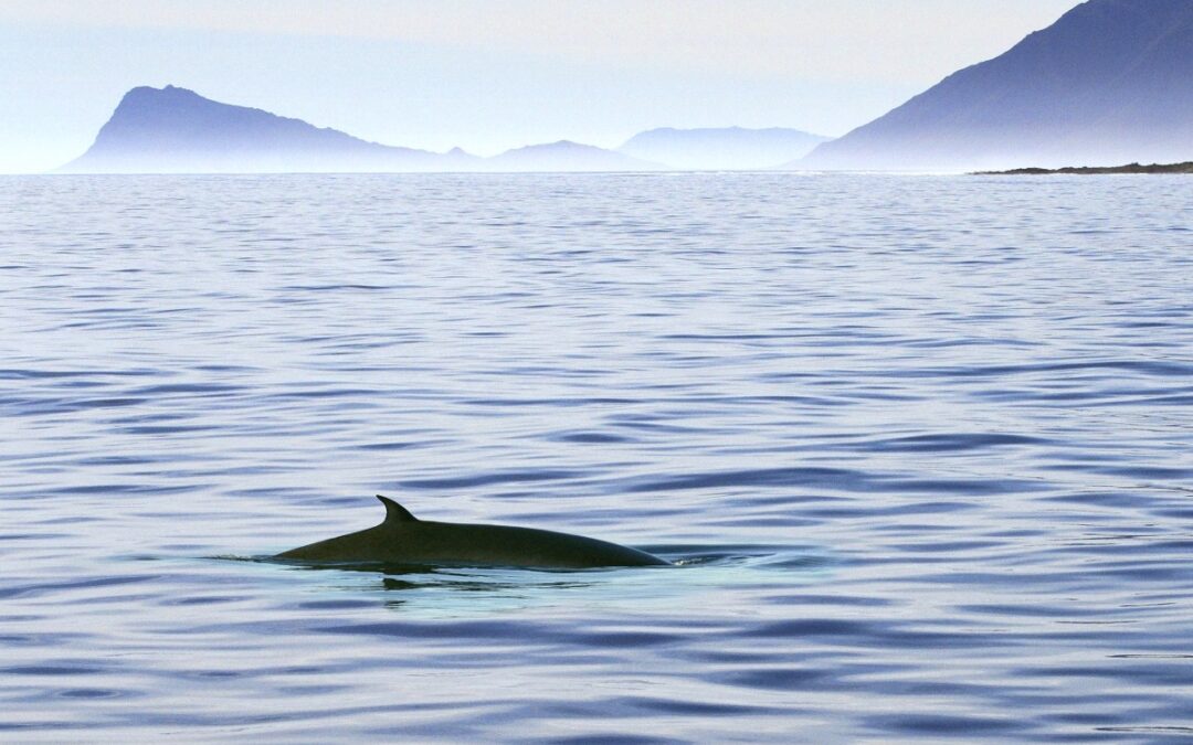 Hoffnungsschimmer für die Wale: Island will kommerziellen Walfang verbieten