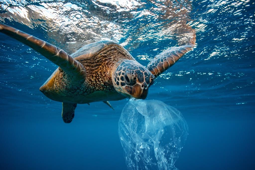 Plastic in the sea | Danger for animals and the environment | KYMA ~