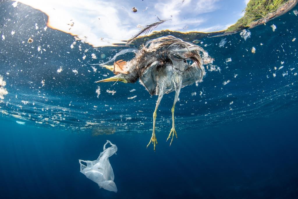 Plastic in the sea | Danger for animals and the environment | KYMA ~